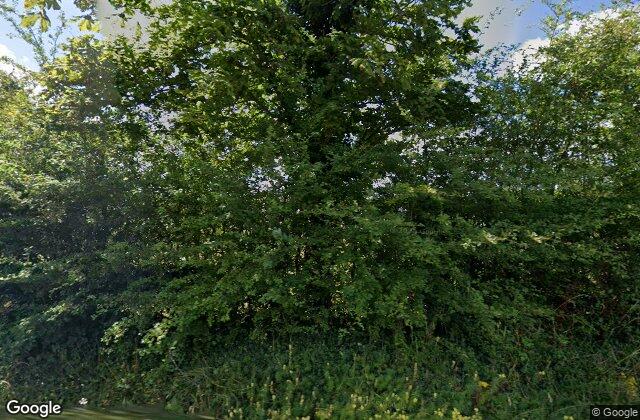 Street View of Padel Tree Metropolitan Bushey